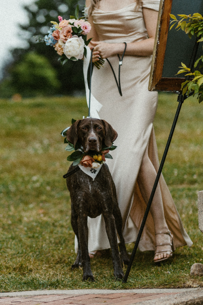Elegant dog-friendly wedding ceremony